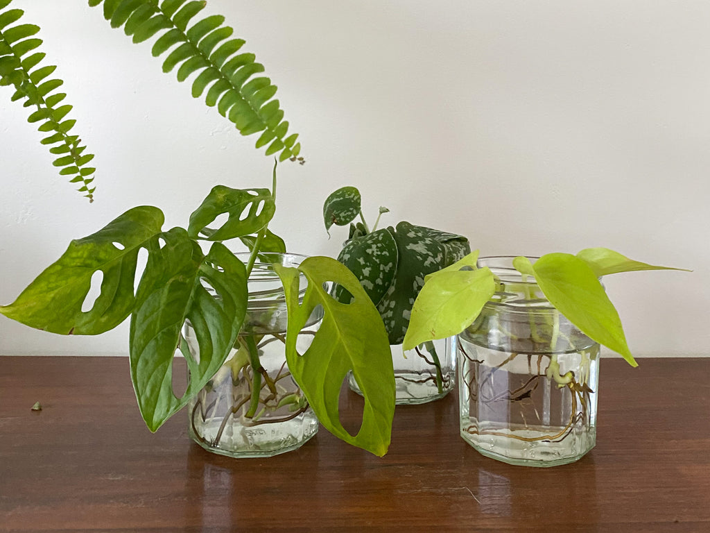 Deine Epipremnum vermehren: So leicht wie das 1x1!