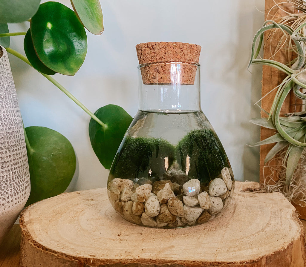 Alles über unsere Marimo Mooskugel im Glas.