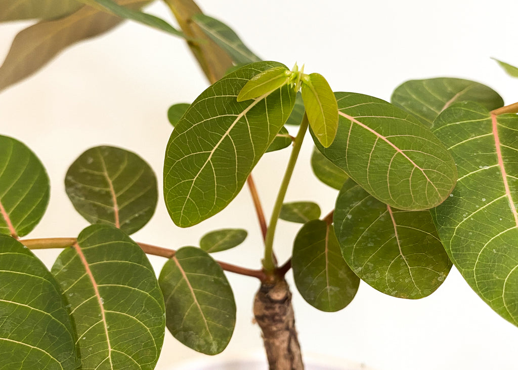 Caudexpflanzen richtig pflegen