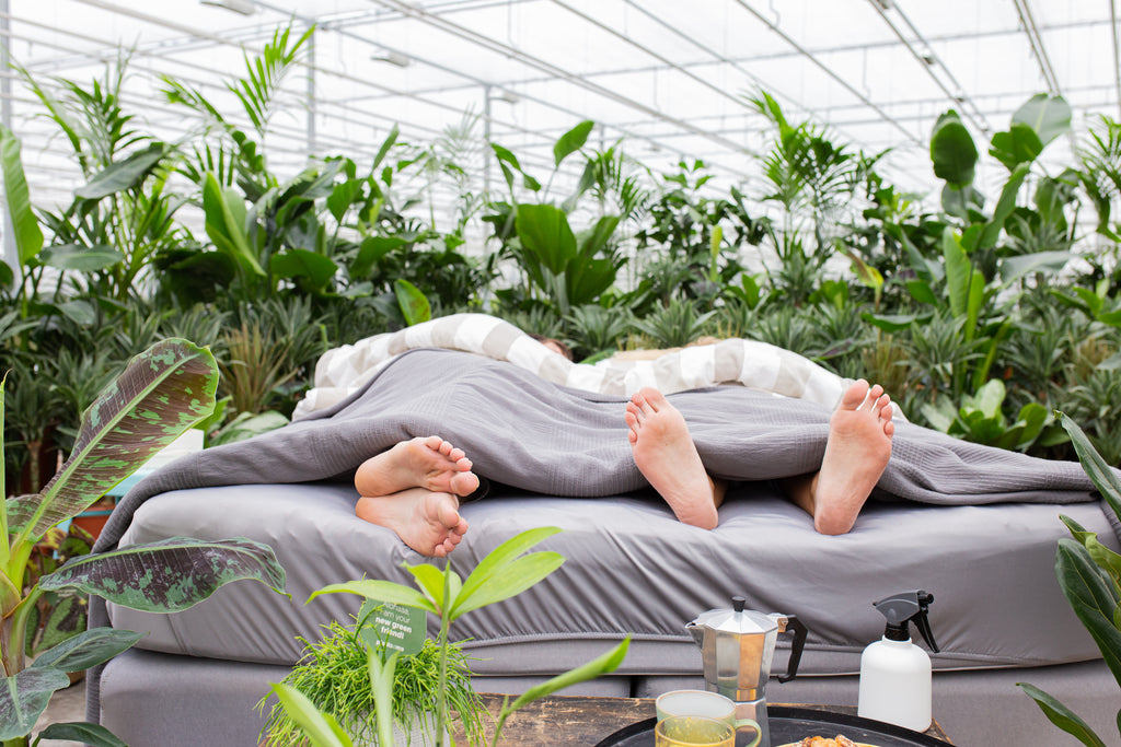 5 Tipps für die beste Überwinterung deiner Pflanzen