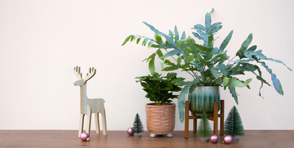 Der Plantsome Geschenkefinder