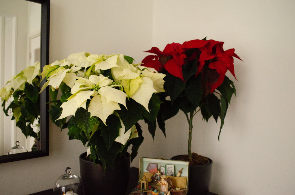 Weihnachtspflanzen: die Stimmungsmacher der Feiertage