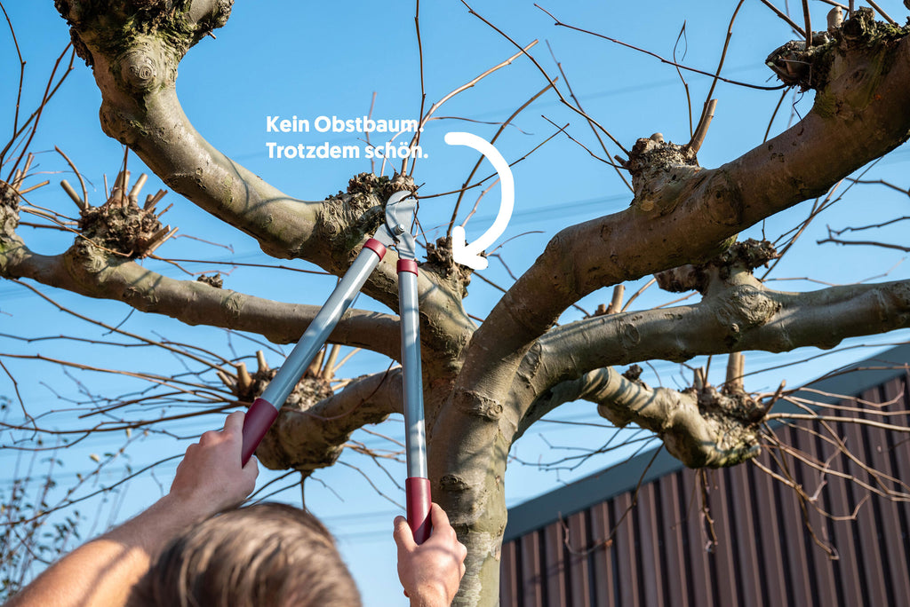 Obstbäume und Beerensträucher schneiden