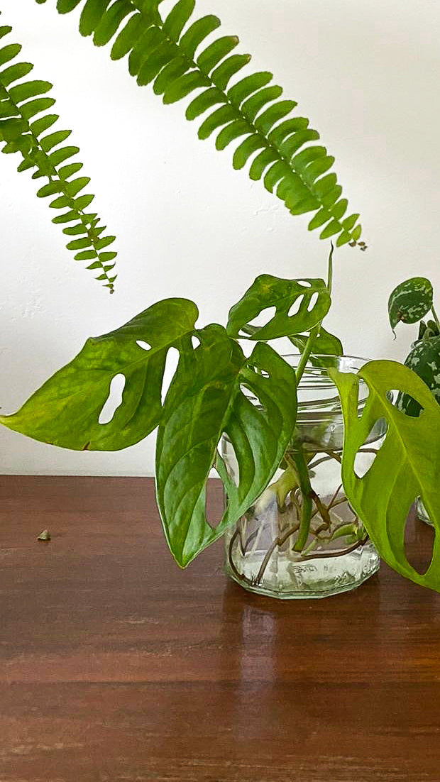 Deine Monstera in 3 Schritten vermehren
