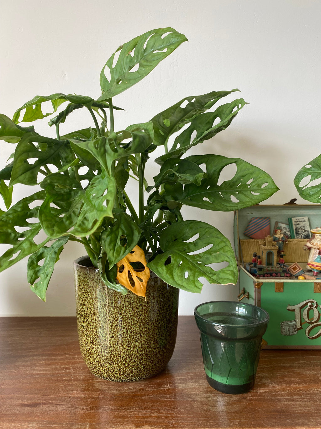 Erste Hilfe bei verfärbten Blättern