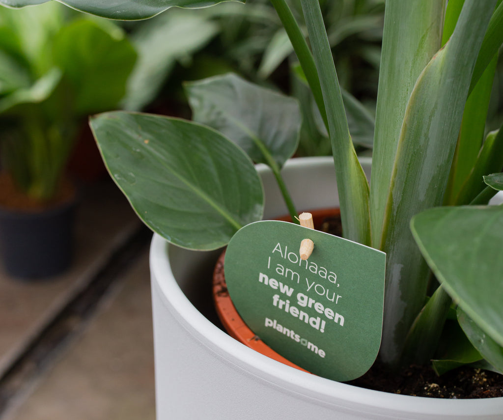 Schimmel auf der Blumenerde.