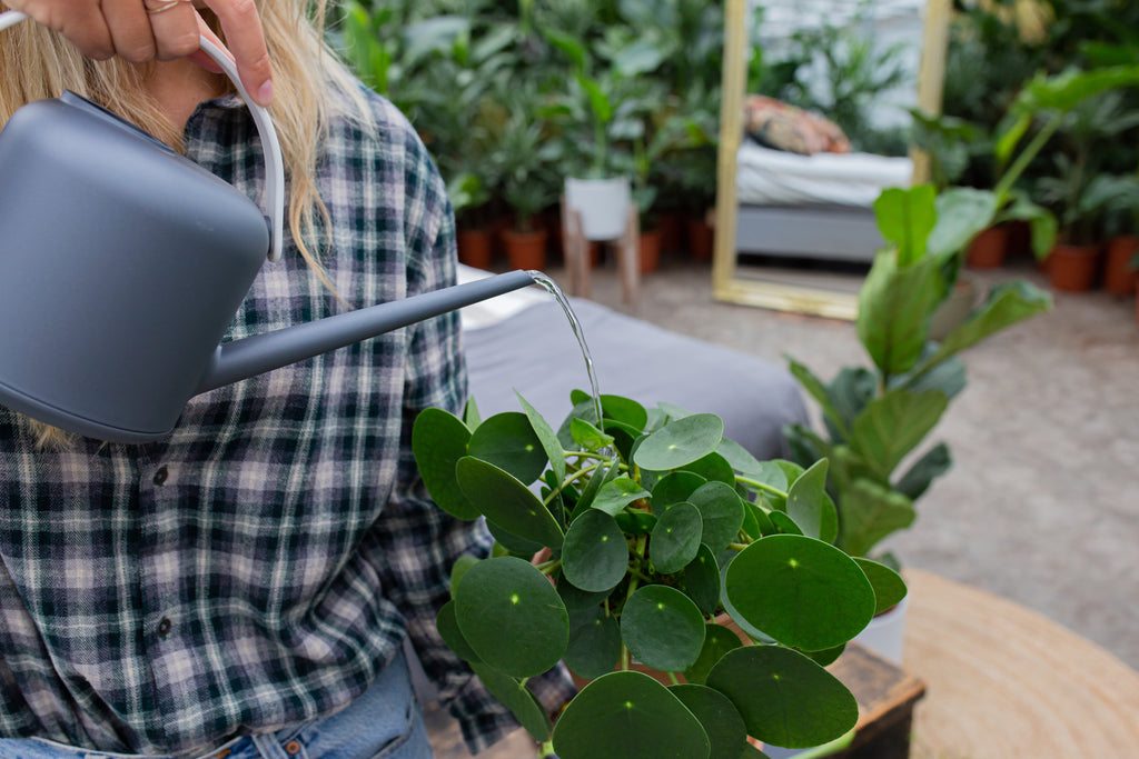 Pflanzenpflege im Herbst