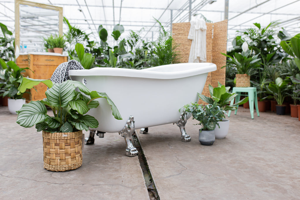 Luftreinigende Zimmerpflanzen fürs Badezimmer