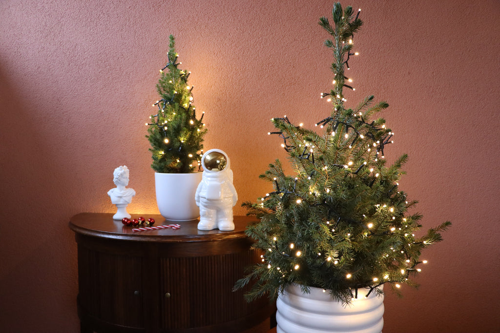 Top 10 Weihnachtsgeschenke von Plantsome