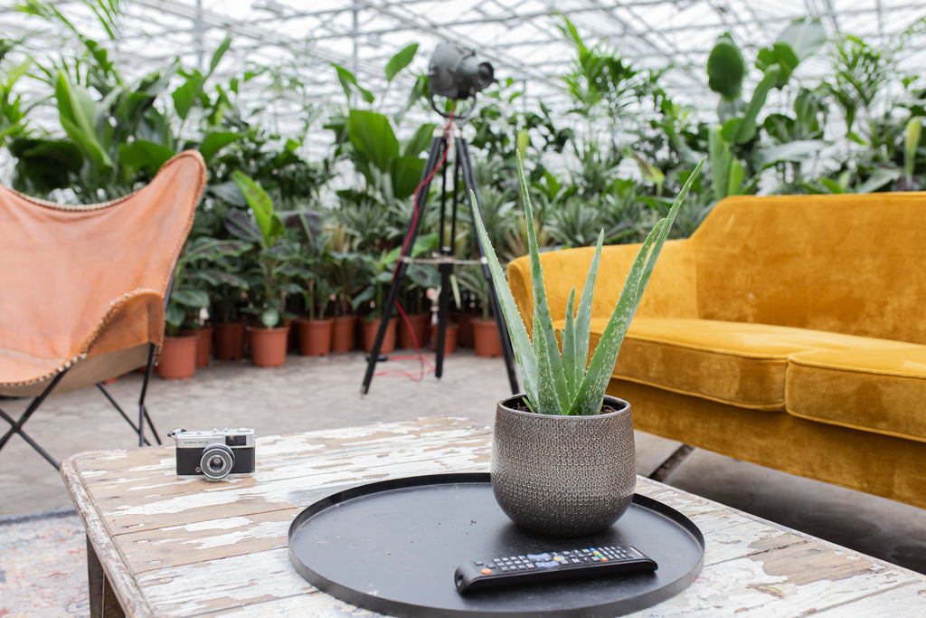 Aloë Vera vermehren