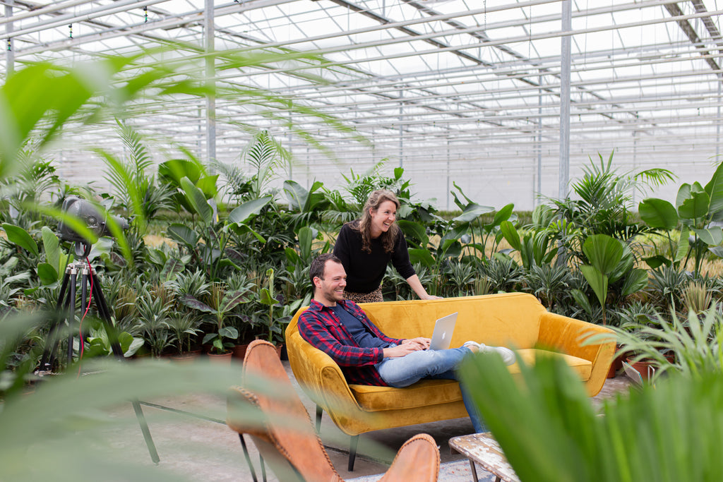 Top 5 Pflanzen zu verschenken