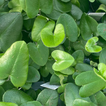 Spread the love 💚