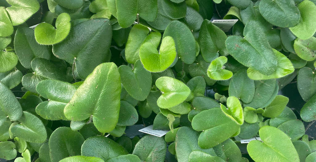 Spread the love 💚