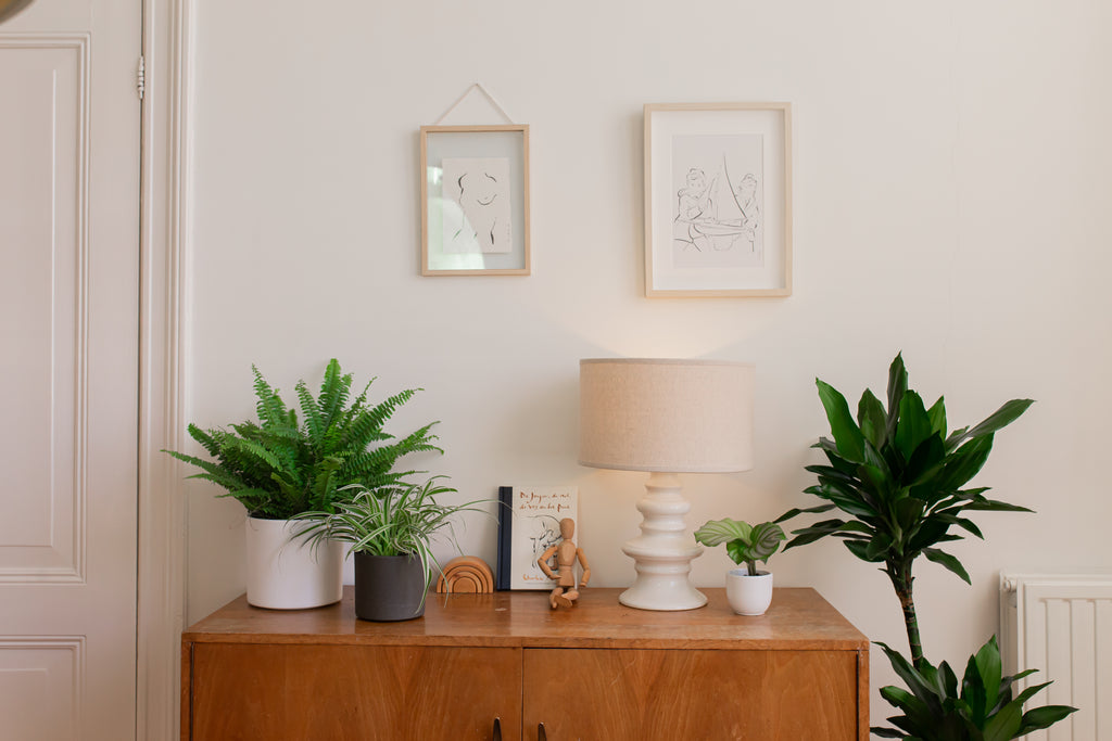 Top 5 Hippe Zimmerpflanzen