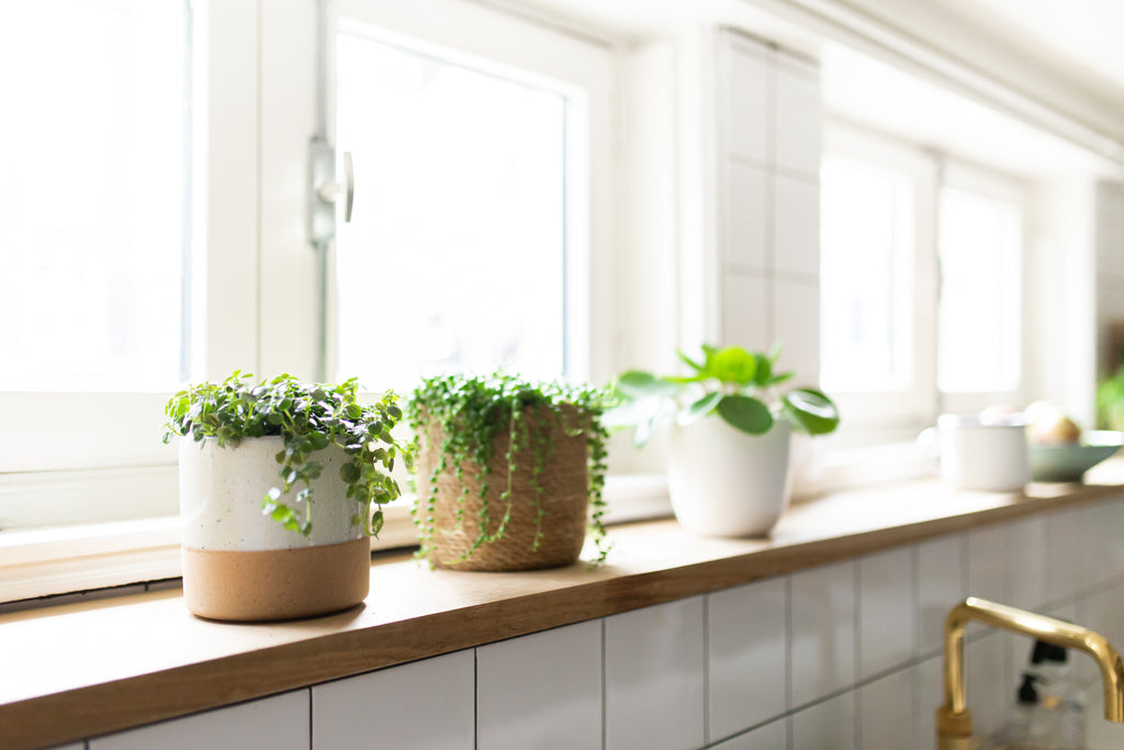 Die derzeit 5 beliebtesten Zimmerpflanzen