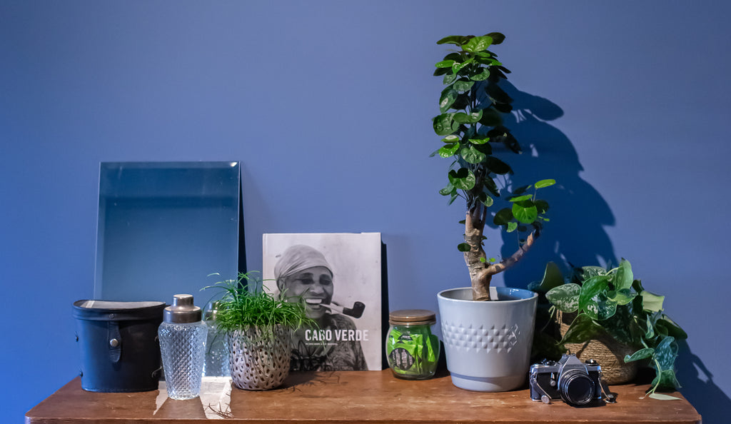 8 Zimmerpflanzen für dunkle Ecken zu Hause