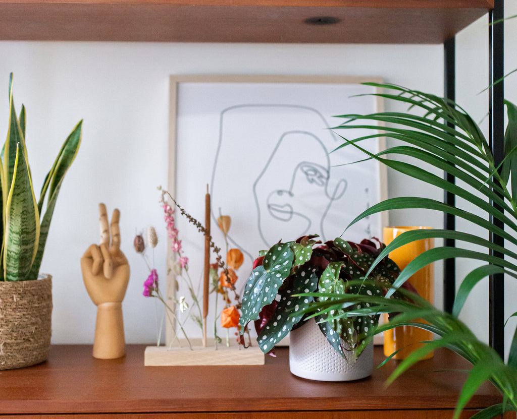 Oktober Wohnmonat bei Plantsome