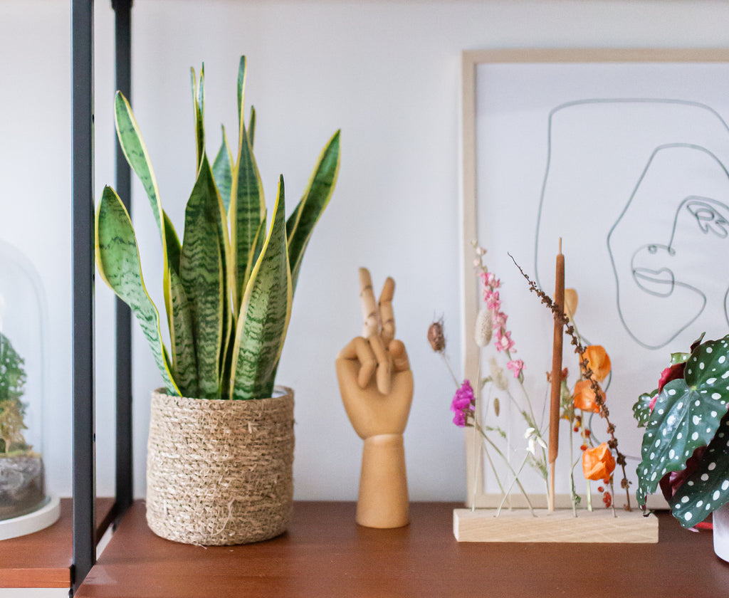 Top 10 pflegeleichte Zimmerpflanzen von Plantsome