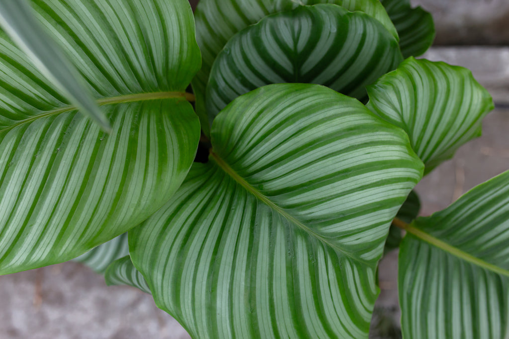 Wie du Trauermücken bekämpfen kannst