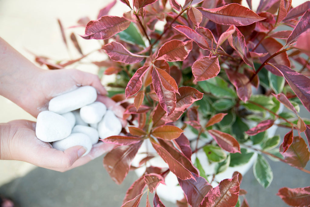 Glanzmispel schneiden: Kurz erklärt.