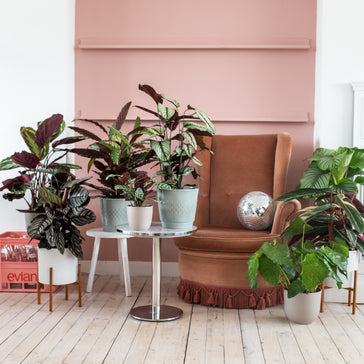 Gemeinsam stark - Vorteile von Pflanzengruppen