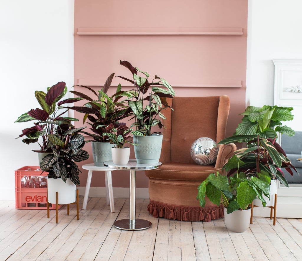 Gemeinsam stark - Vorteile von Pflanzengruppen