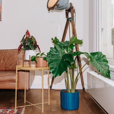 Tipps gegen schlappe und hängende Zimmerpflanzen