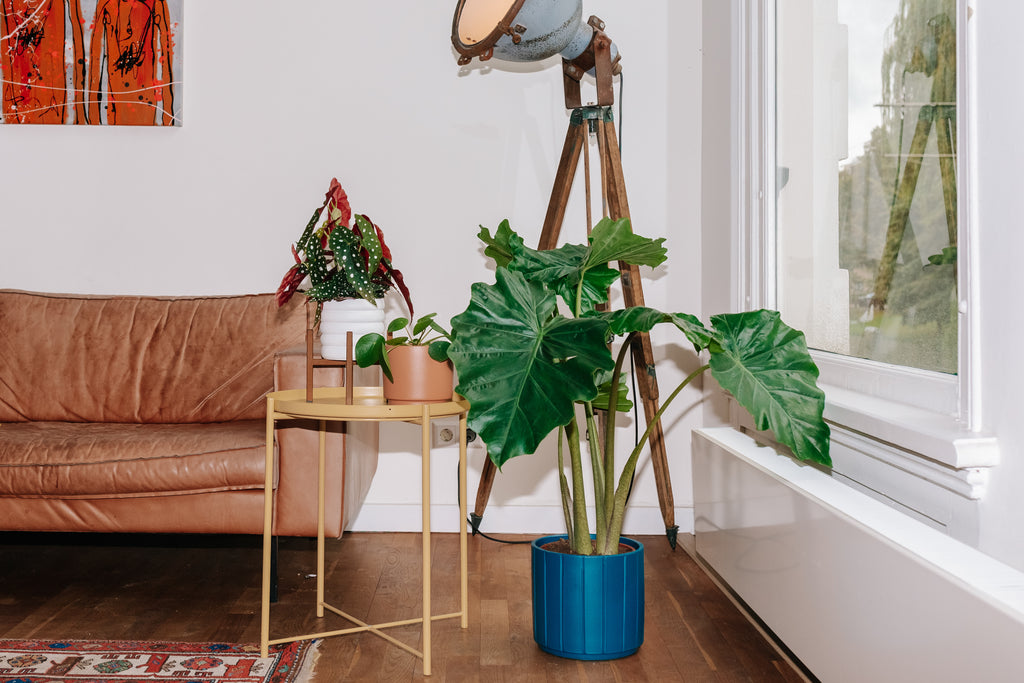 Tipps gegen schlappe und hängende Zimmerpflanzen