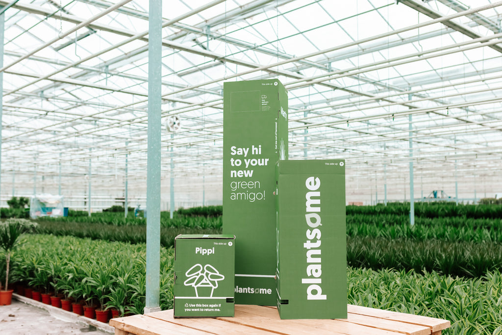 Plantsomes Black Friday 2021