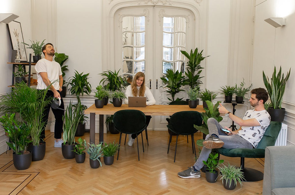 Wie du deine Pflanze richtig gießt