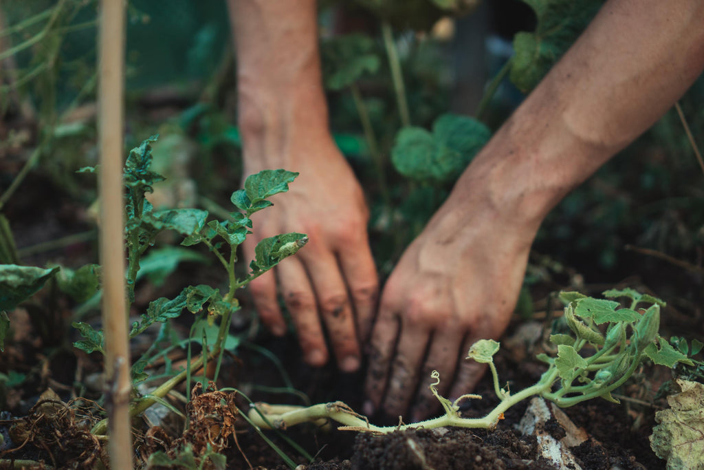 Balkon- und Gartenpflanzen richtig einpflanzen