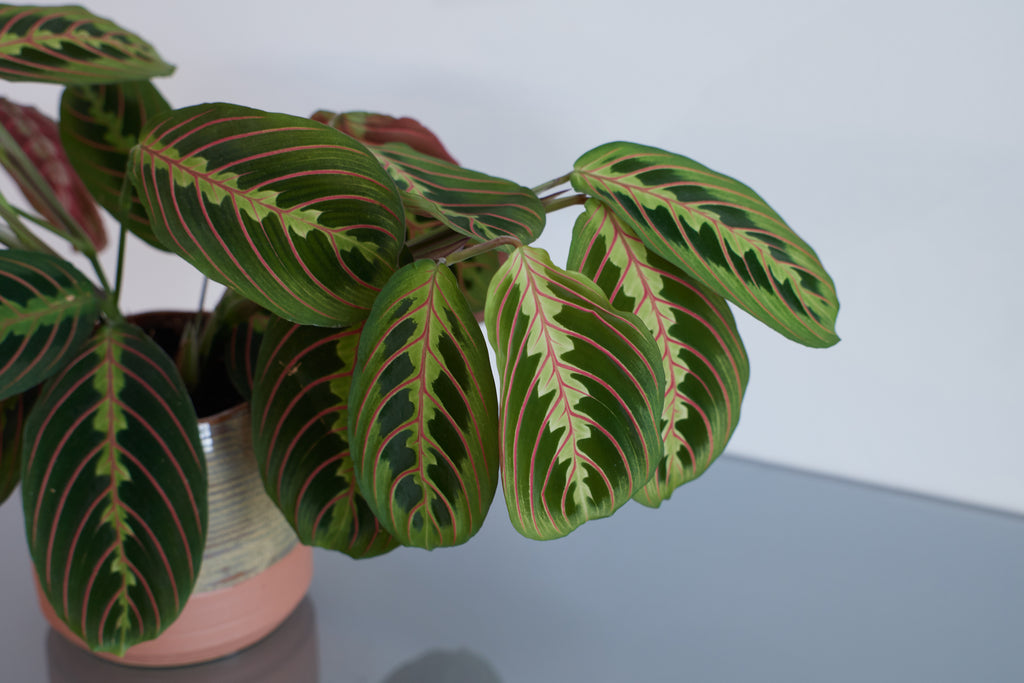 Zimmerpflanzen für wenig Licht: Top 5 der GartenFlora