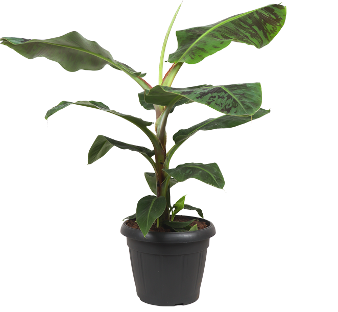 Musa dwarf cavendish (Bananenpflanze) (XL)