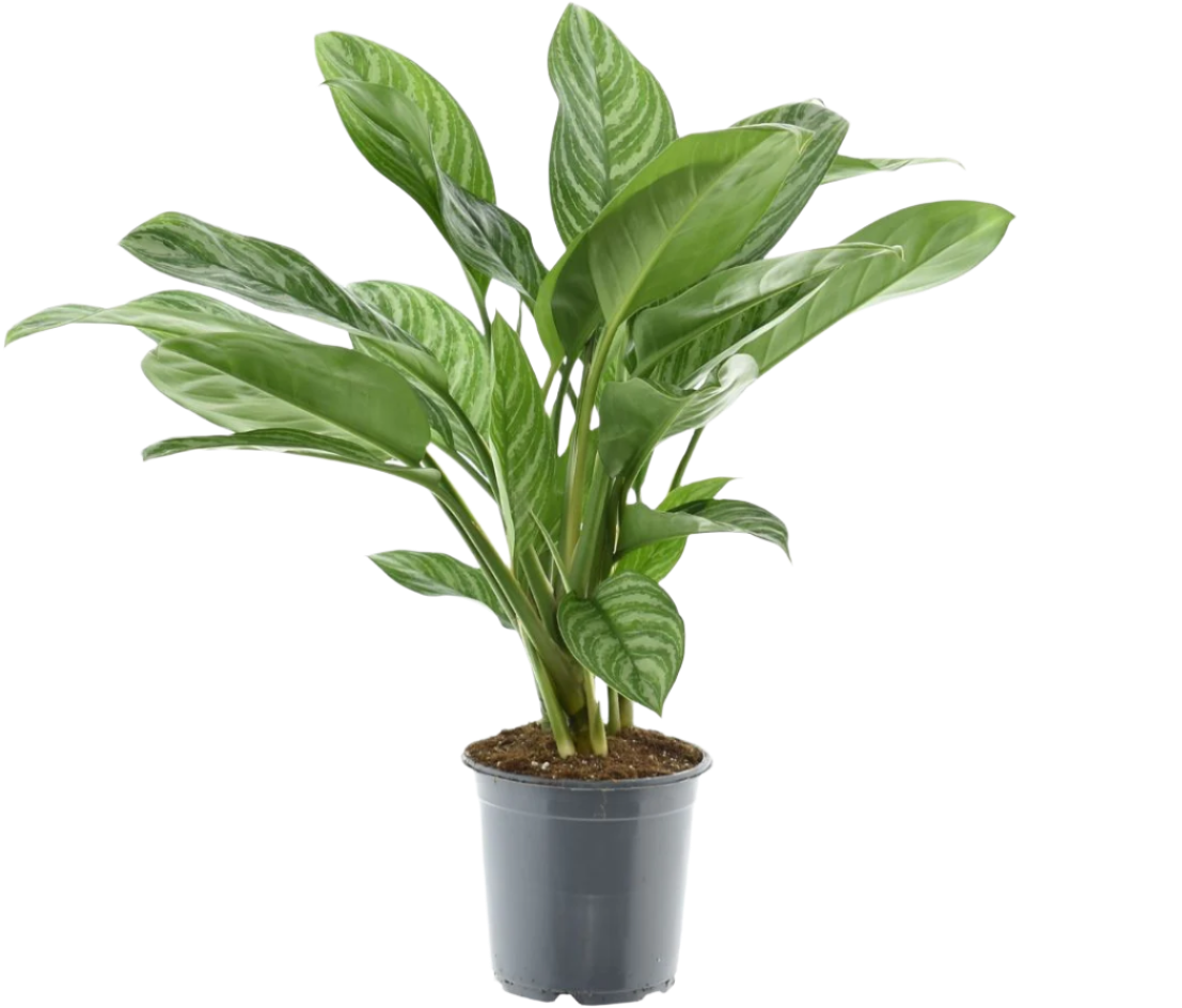 Aglaonema stripes (Kolbenfaden) P21