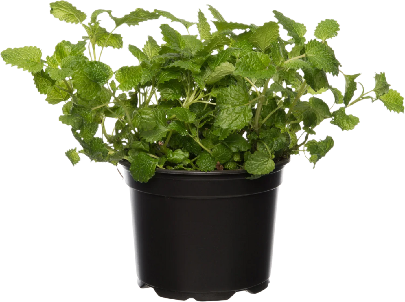 Zitronenmelisse (Melissa officinalis)