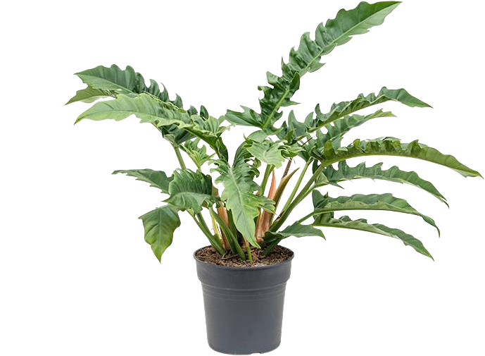 Philodendron narrow (Baumfreund) (M)