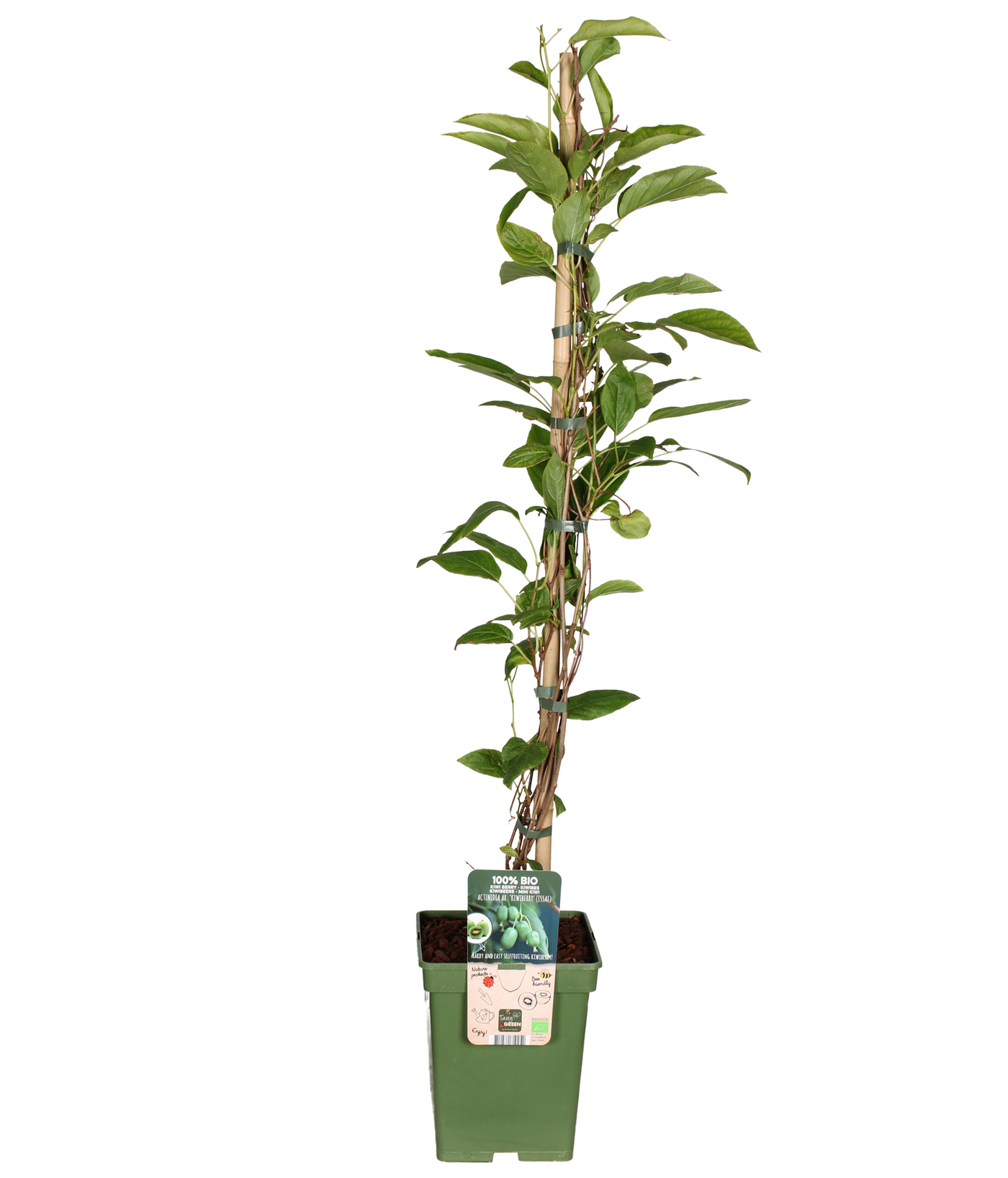 Actinidia (Kiwibeere) (L)