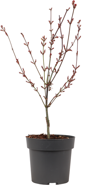 Acer palmatum  (Japanischer Fächerahorn) (M)