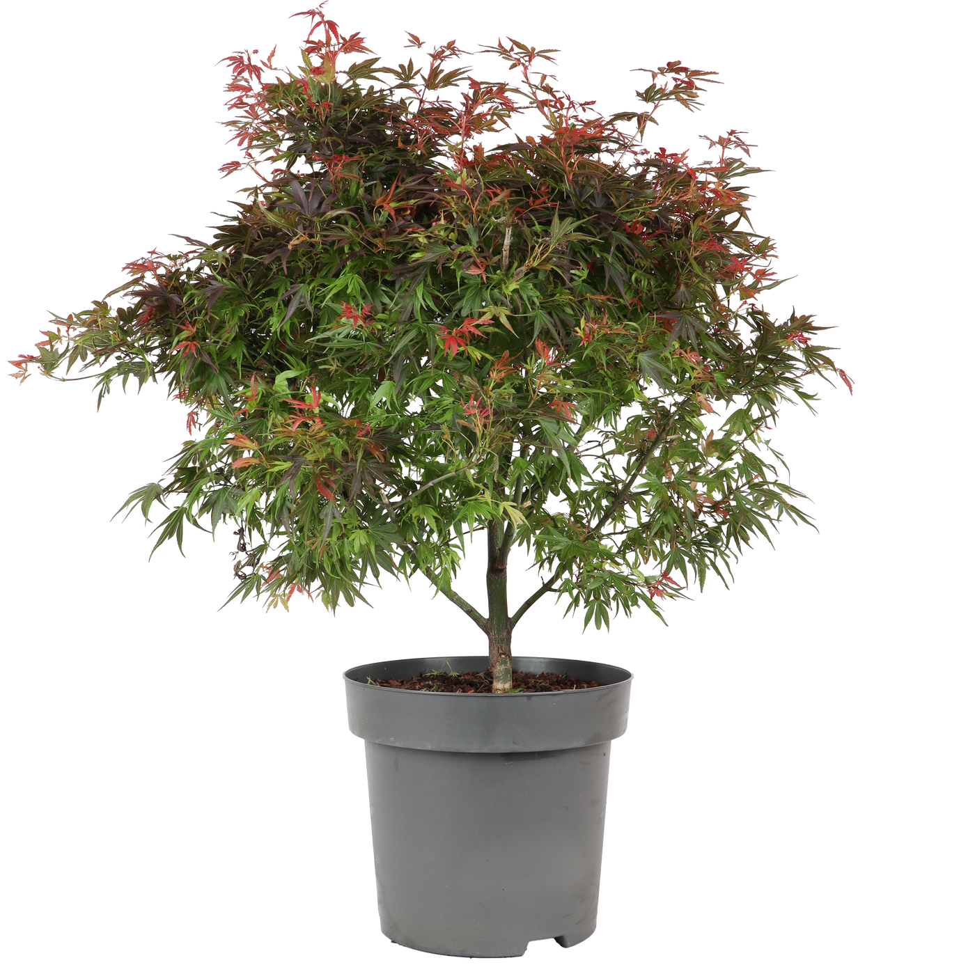 Acer palmatum (Japanischer Fächerahorn) (XL)