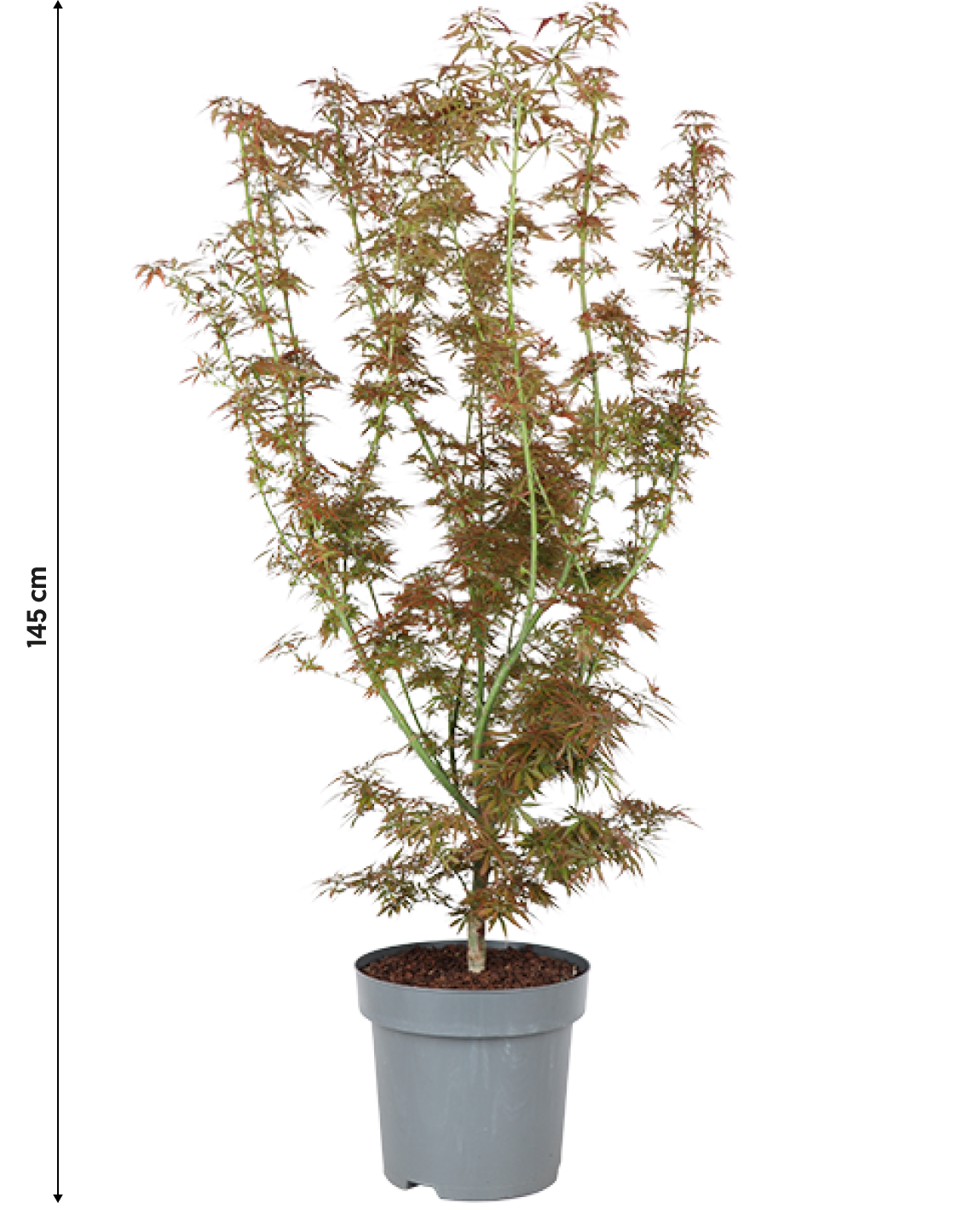 Japanischer Fächerahorn (Acer palmatum Jerre Schwartz) (XL)