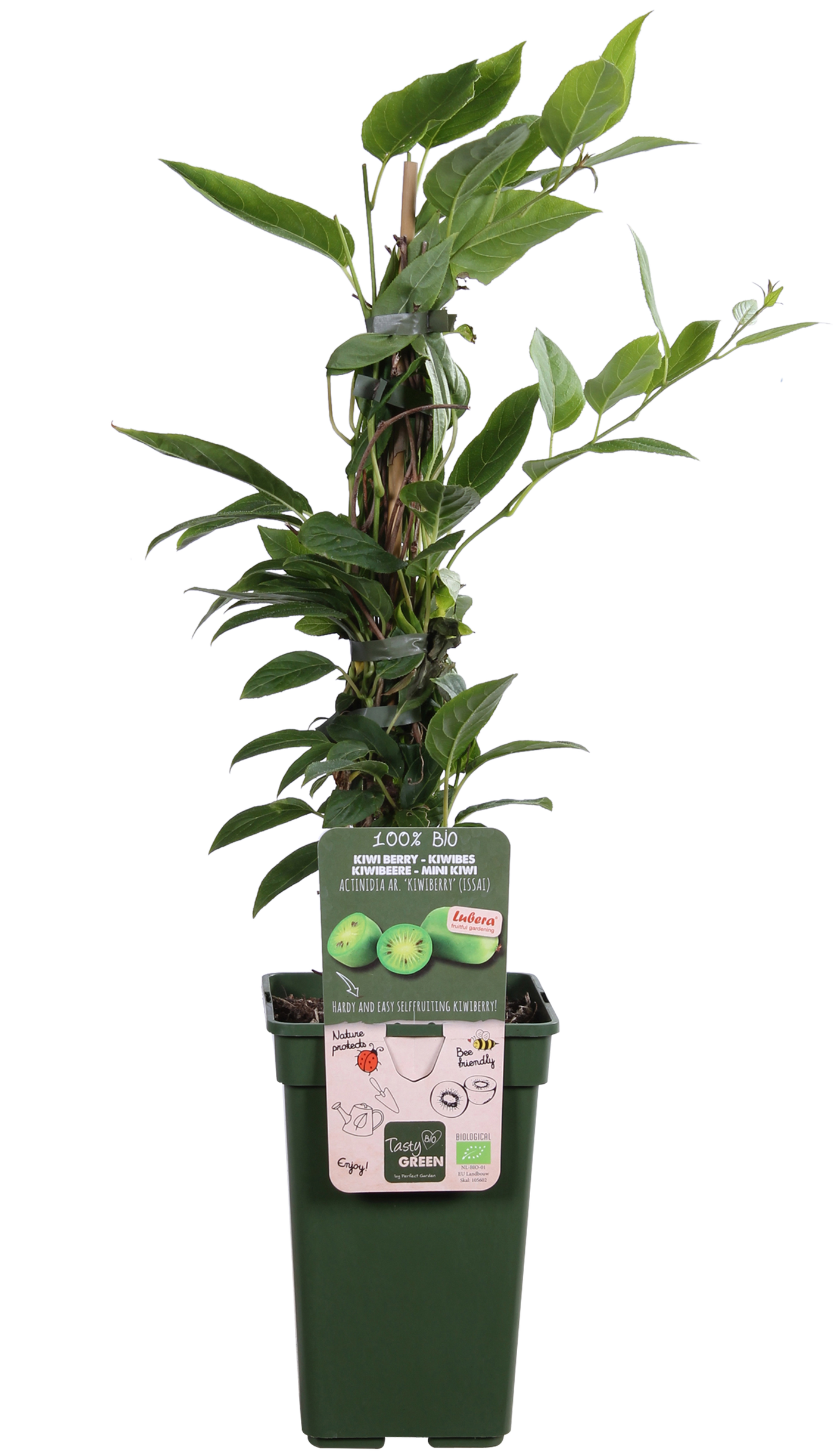 Kiwibeere (Actinidia issai) (M)