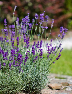 Lavendel (Lavendalu)