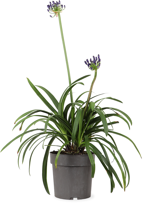 Agapanthus "Midnight Sky" (Schmucklilie) (M)