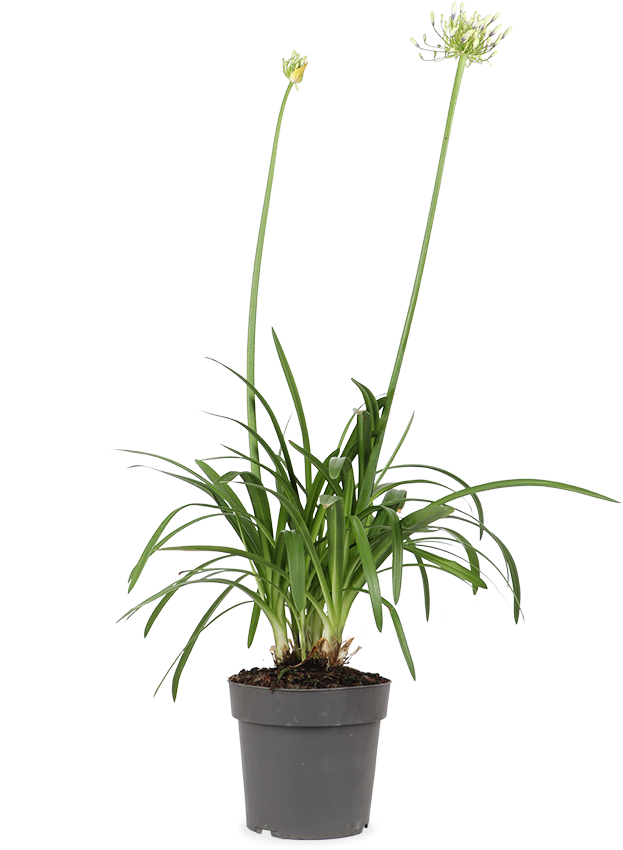 Agapanthus "Fireworks" (Schmucklilie) (M)