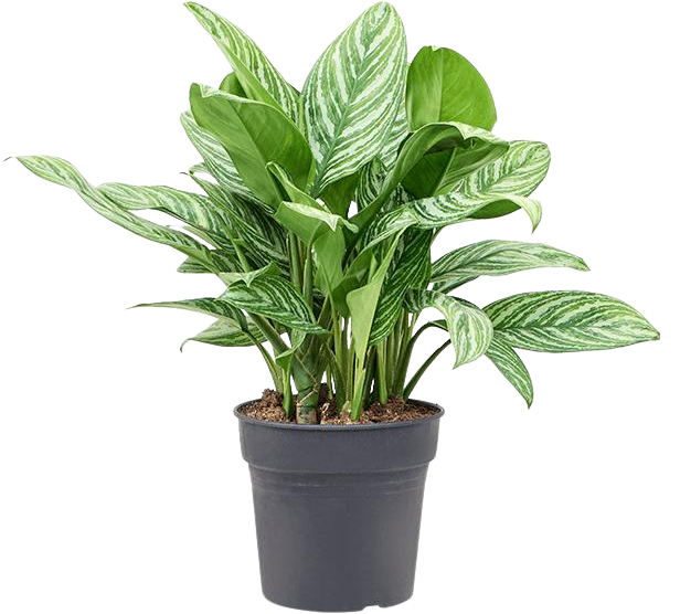 Aglaonema stripes (Kolbenfaden)