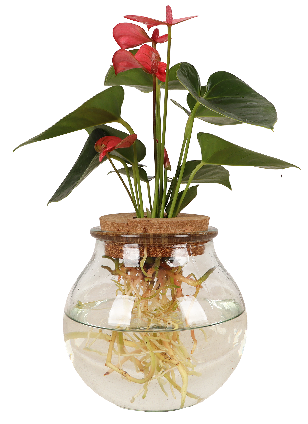 Anthurium in Wasser