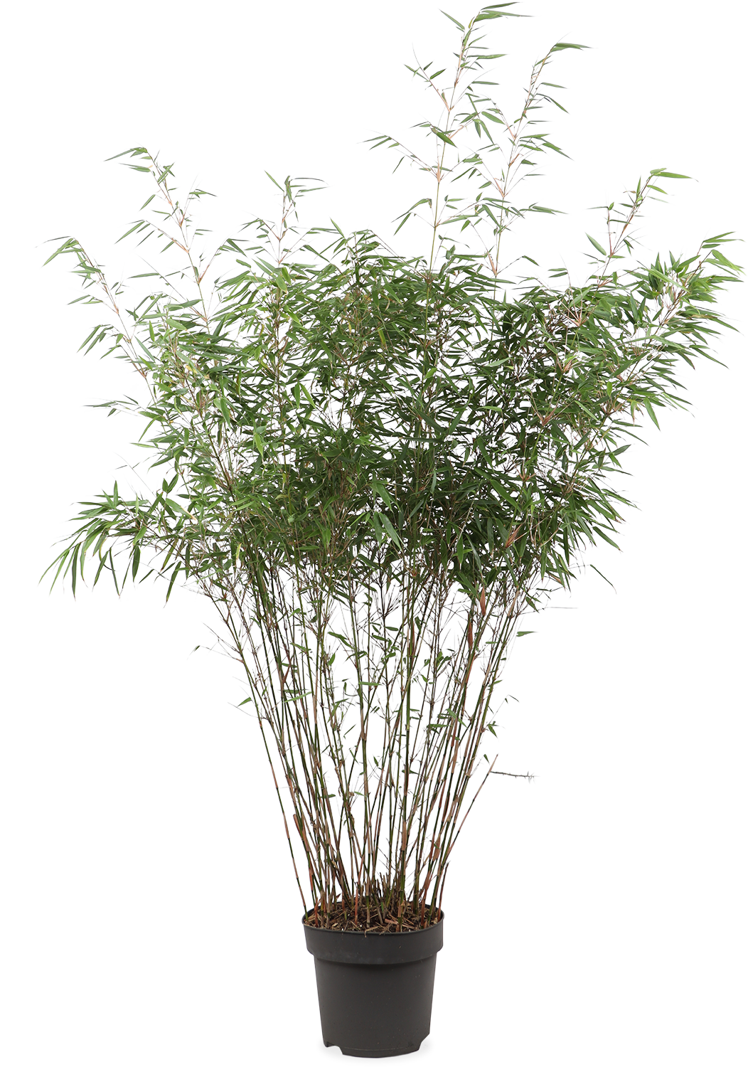 Fargesia rufa (Bambus) (L)