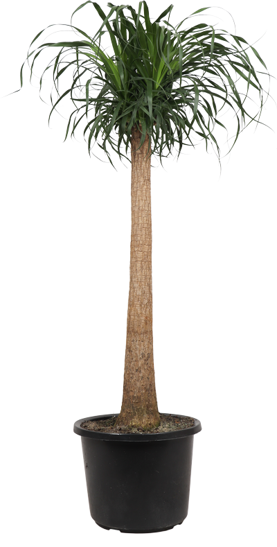 Beaucarnea recurvata (Elefantenfuß) (XL)