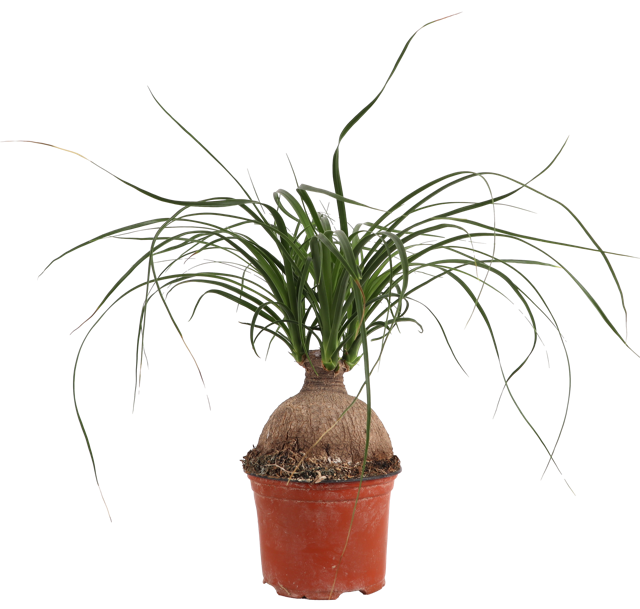 Beaucarnea (Elefantenfuß) (S)