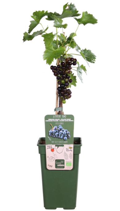 Blaue Traube (Vitis vinifera) (L)